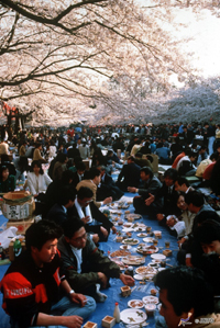 Hanami picnic party