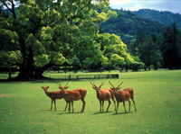 nara