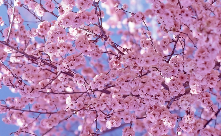 Cherry Blossoms