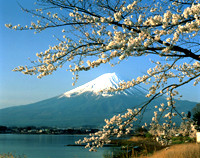 Fuji_Spring Time Magical Japan